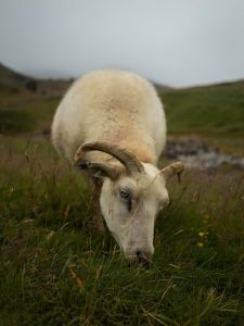Icelandic sheep